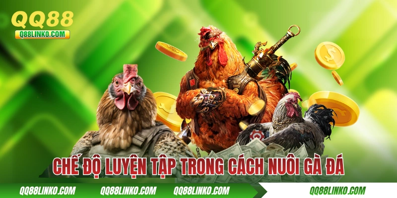 Chế độ luyện tập từng giai đoạn trong cách nuôi gà đá
