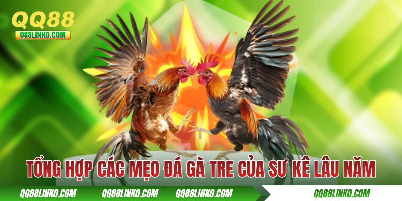 Tổng hợp các mẹo đá gà tre của sư kê lâu năm